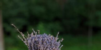 A Step-by-Step Guide to Lavender Flower Drawing Lavender flower drawing